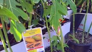 Tropical Fruit Trees for Sale at Lowes in Subtropical Northern California