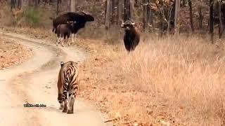 Hungry Tiger chasing Indian Gaur.