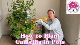 How to Plant Camellia in Pots