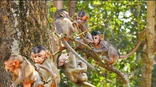 Funny Monkey Primate: Cute Baby Monkeys Climbing for Fun!