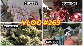 THE 4 C's of SUCCULENTS | VLOG #269 - Growing Succulents with LizK