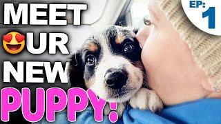 Your Complete Guide For Bringing A New Puppy Home