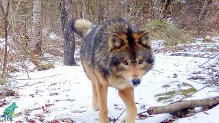 Wolf-dog like animal wandering forests of northern Minnesota