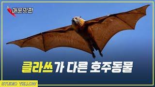 호주에서 볼 수 있는 신기한 동물들 |매운맛편| (feat. 합성이 아닌 실제박쥐)