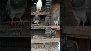 Pigeon Hazri #pigeon #newpigeon #birds #pigeonvns #love #flyingpigeon #youtubeshorts #kabootar