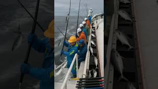 How Are These Fishermen Catching Tuna Fish Every Second? By Shiksha SQUARE