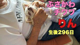 ぶさかわチワワりん。生後296日【vlog】