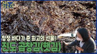 청정 바다가 준 최고의 선물 진도 #곱창김 #햇김