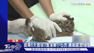 苗栗6天發現3隻落單小石虎 農業處:繁殖季｜TVBS新聞