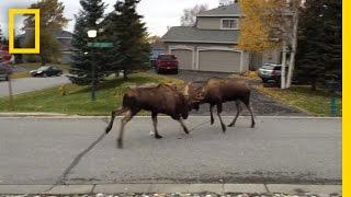 Watch Moose Fight in a Quiet Alaska Suburb | National Geographic