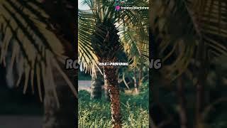 Ipot Palm – Is This Endemic Palm the Forest’s Best-Kept Secret?