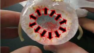 Realistic Lumbar Disc Model by Dynamic Disc Designs Corp.