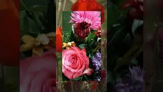 DailyBloom#shorts #dailybloom #flowers #goodvibes #frommetoyou #wishyou #youtubeshorts #happydays