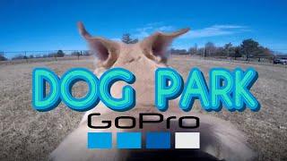 Dog Park GoPro Edit!