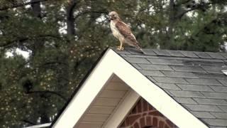 Red Shoulder Hawk  vs. Two Crows - Augusta GA