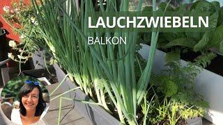 Lauchzwiebeln / Frühlingszwiebeln auf dem Balkon anbauen - von der Aussaat bis zur Ernte