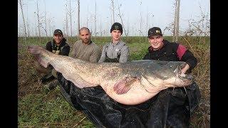 258cm und 118Kilo Monster Catfish im Live Drill/Hochwasserangeln