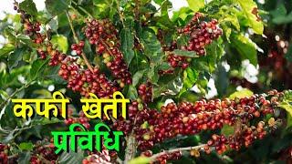 कफि खेती कसरी गर्ने ? Coffee Kheti in Nepal ||