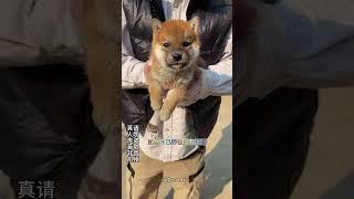 想当领导，先养柴犬#柴犬 #狗 #宠物知识 #二狗挑狗#動物#可愛#shorts