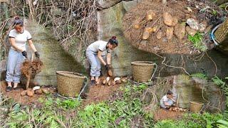 Digging and selling Dioscoreaceae tubers (Excavación y venta de tubérculos de Dioscoreaceae)