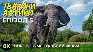 Дика природа Африки - #5 | 8K HDR Фільм про тварин дельти річки Окаванго та солончака Нксаі Пан