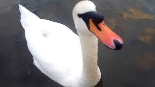 Swan close up