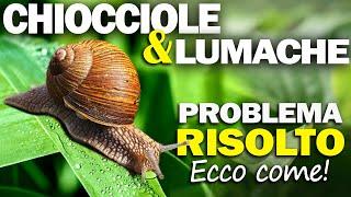 CHIOCCIOLE e LUMACHE nell'ORTO | Rimedio INNOVATIVO!!! | Problema RISOLTO