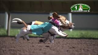 Canterbury Park Basset Hound Races 8-29-21