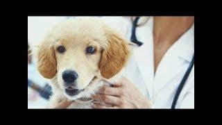 Veterinary Compounding   A Customized Approach