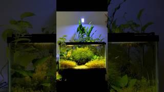 Before and after trimming the plants in the 29 gallon aquarium! #plantedtank #aquarium #ecosystem