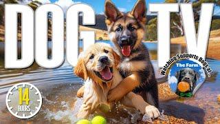 Dog TV for Dogs to Watch  Daycare Entertainment for Dogs  Relaxing Dog Music & Anti Anxiety