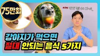 [ENG sub] 강아지가 먹으면 안되는 음식 5가지(feat. 과일, 고기) / 5 Foods Your Dogs Should Never Eat