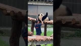 Panda's Lazy Behavior in Real Life Captured!