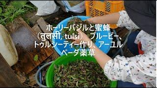 ホーリーバジルと蜜蜂（तुलसी, tulsi） 無農薬無肥料、ブルービー、トゥルシーティー作り、紫が溢れている、アーユルベーダ薬草