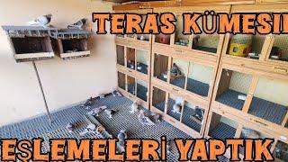 Terasdaki Güvercin Kümesimizde Yeni Sezon Eşlemelerini Yaptık