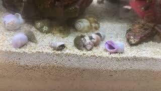 Reefing Newbie - Hermit Crab Housing Crisis!!!