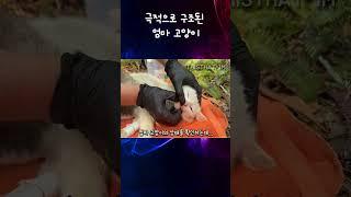 극적으로 구조된 엄마 고양이 #고양이 #구조 #cat #kitten #mom #rescue