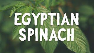 How To Grow ~ Egyptian Spinach (Molokhia)