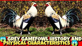 The history and physical characteristics of grey chicken.