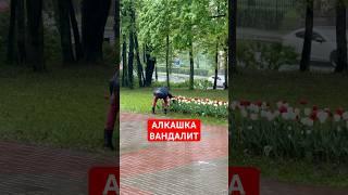 Вандалиха обрывает тюльпаны в Гатчине #тюльпаны #вандализм #гатчина