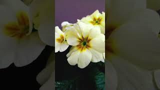 Flower Gallery  #short #flower