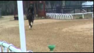 Dynaformer Colt Horse Racing Syndicate February 2011