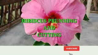 How to plant Hibiscus from cutting..How to Prune Hibiscus/Easy and work 100%