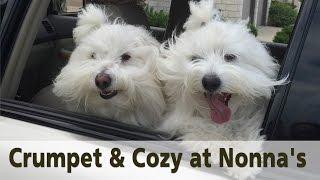 Coton de Tulear dogs -- my babies playing a quick game of tag