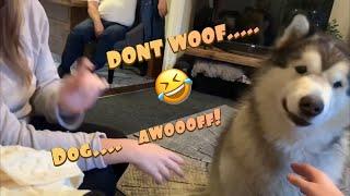 ARTICULATE DOG ACTUALLY SAYS WOOF IN ENGLISH | TALKING MALAMUTE