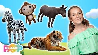 Animals All Around Song | ESL Songs | English For Kids | Planet Pop | Learn English