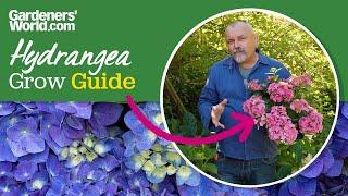 Hydrangeas | EVERYTHING you need to know about growing hydrangeas