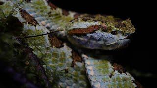 Costa Rica Herping! 1st week here. Snakes, lizards and Frogs. 