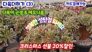 다육더하기 (3) 크리스마스 선물  20%할인 핑크여왕 샤넬 흑장미 월금 선인장 습지야