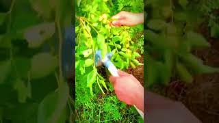 creative tool for farmers to pick fruit practically #shorts